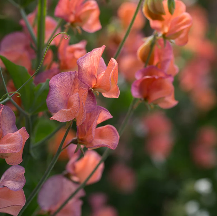 Sweet Pea 'Blue Vein'