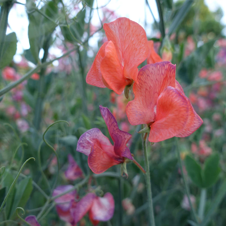 Sweet Pea 'Blue Vein'