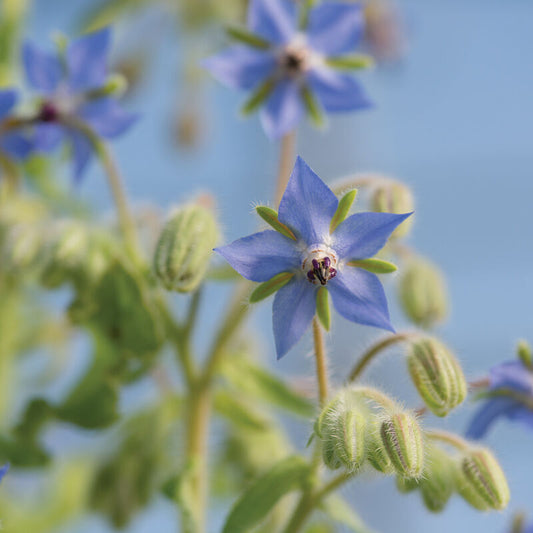 Herb 'Borage'