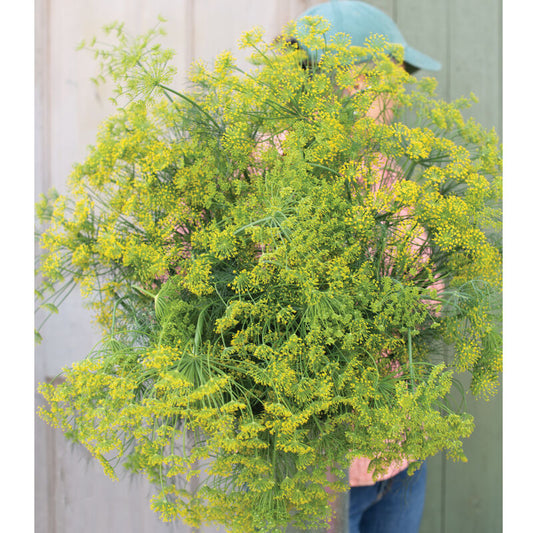 Herb 'Bouquet Dill'