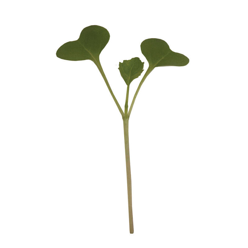 Microgreen 'Broccoli'