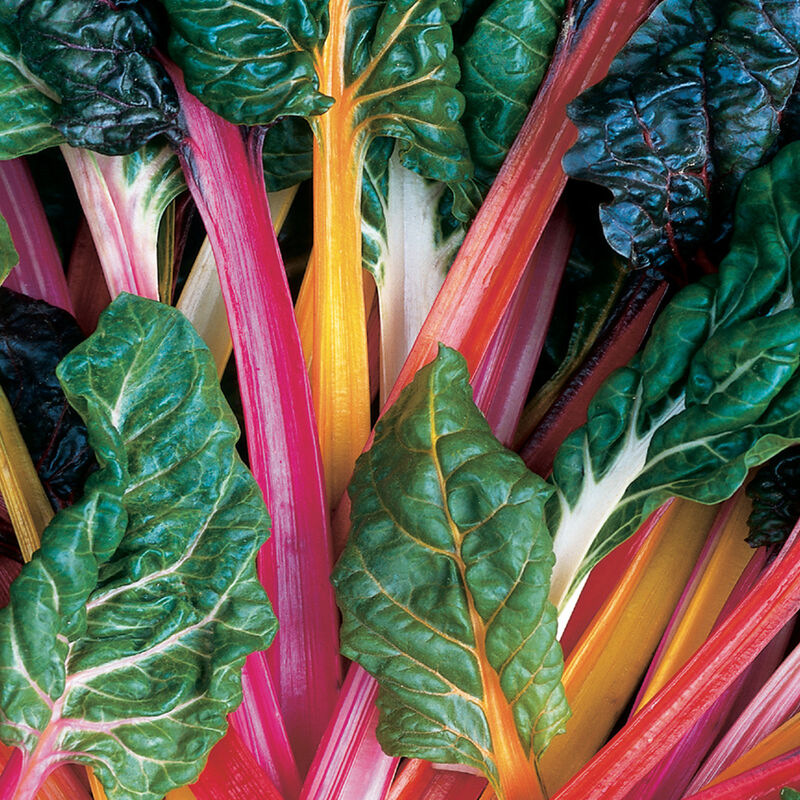 Swiss Chard 'Bright Lights Mix'