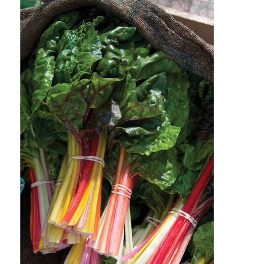 Swiss Chard 'Bright Lights Mix'