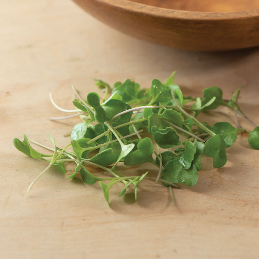 Microgreen 'Broccoli'