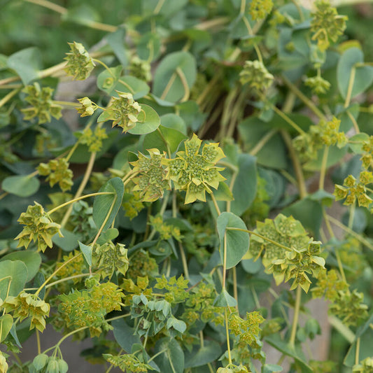 Bupleurum 'Griffiti / Green Gold'