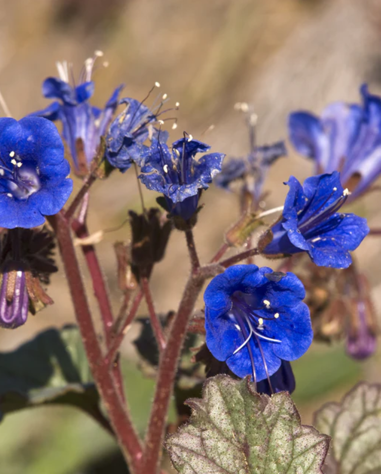 Pollinator Paradise Flower Seed Collection