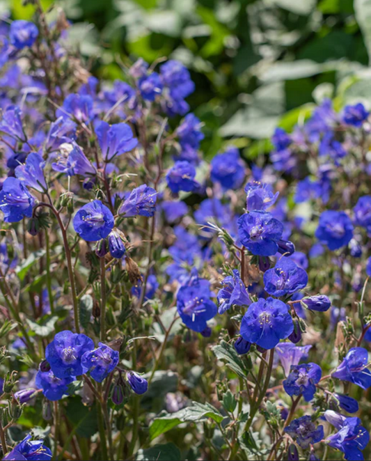 Pollinator 'California Bluebell'