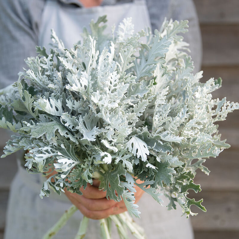 Dusty Miller 'Candicans'