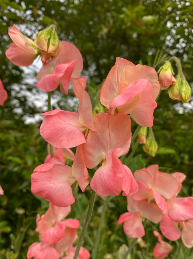 Sweet Pea 'CandyFloss'