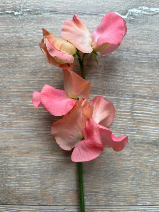 Sweet Pea 'CandyFloss'