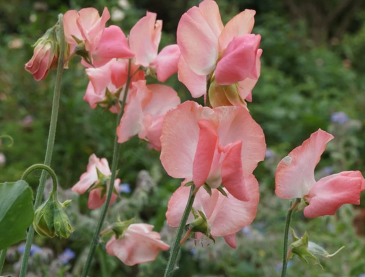 Sweet Pea 'CandyFloss'
