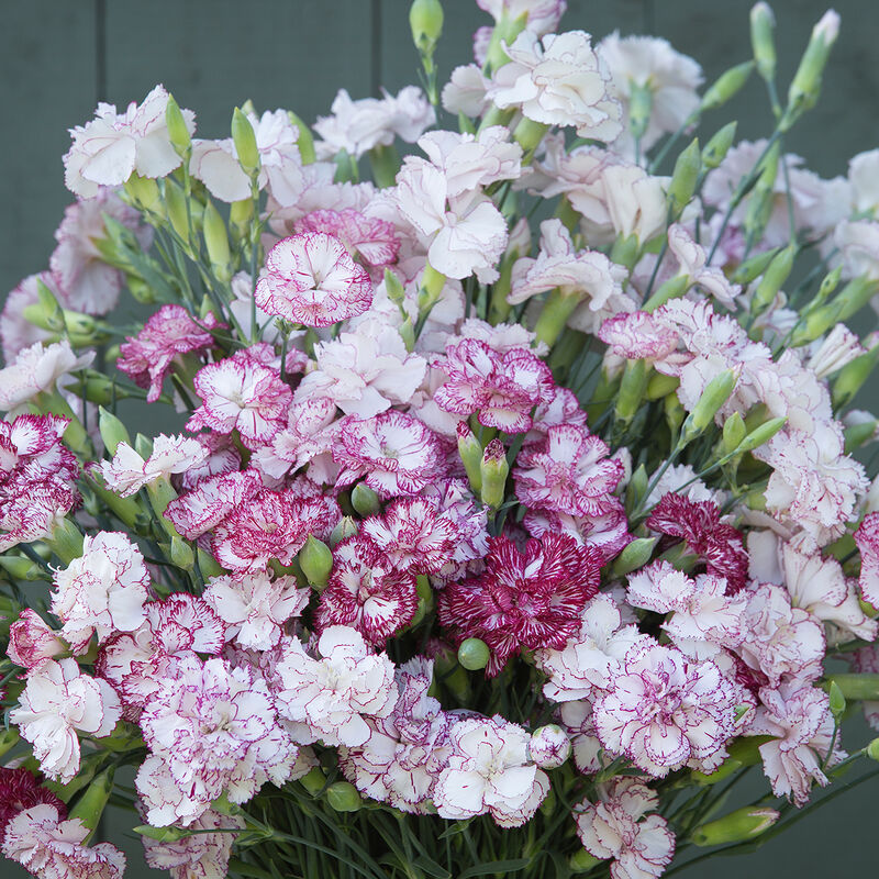 Carnation 'Chabaud Beninga'