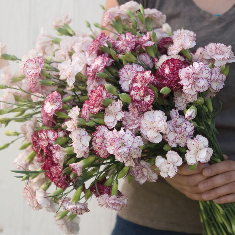 Carnation 'Chabaud Beninga'