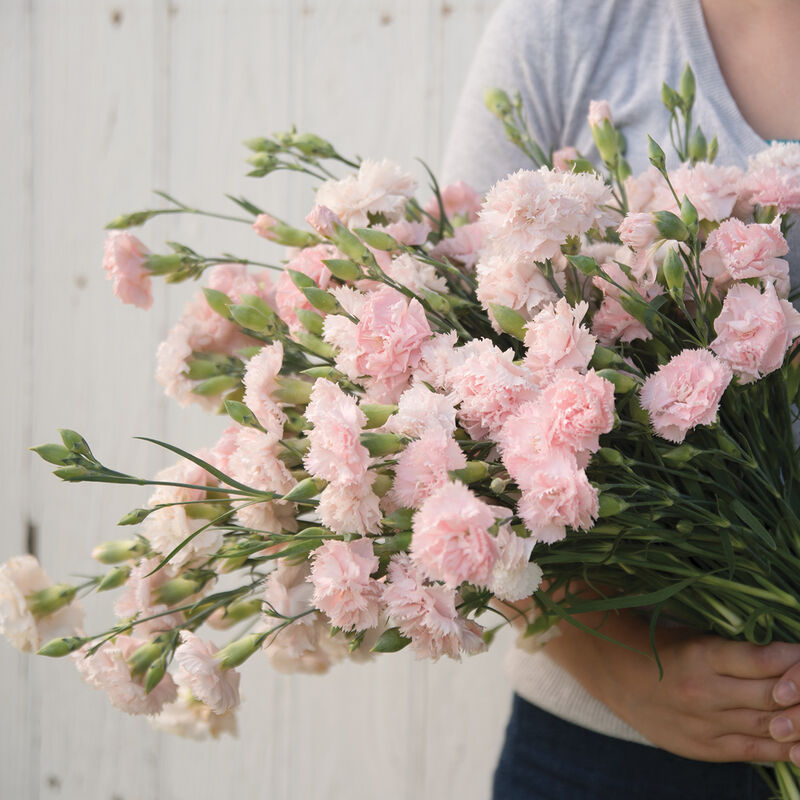 Carnation 'Chabaud La France'