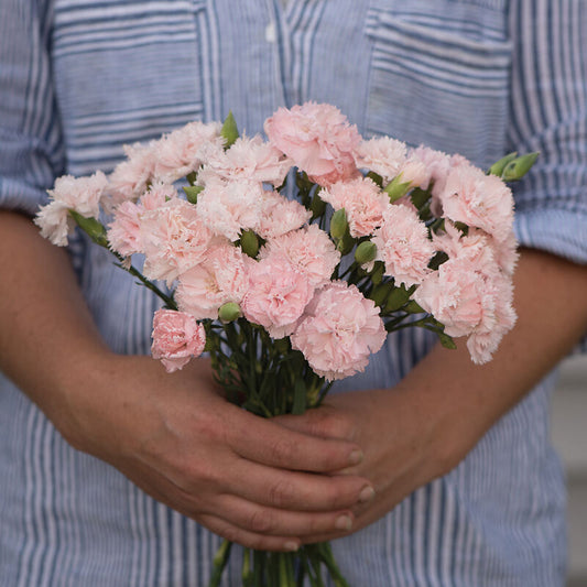 Carnation 'Chabaud La France'