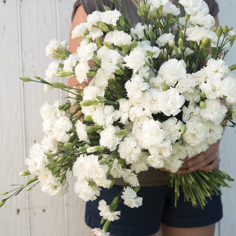 Whimsical Whites - All White Everything Flower Seed Collection