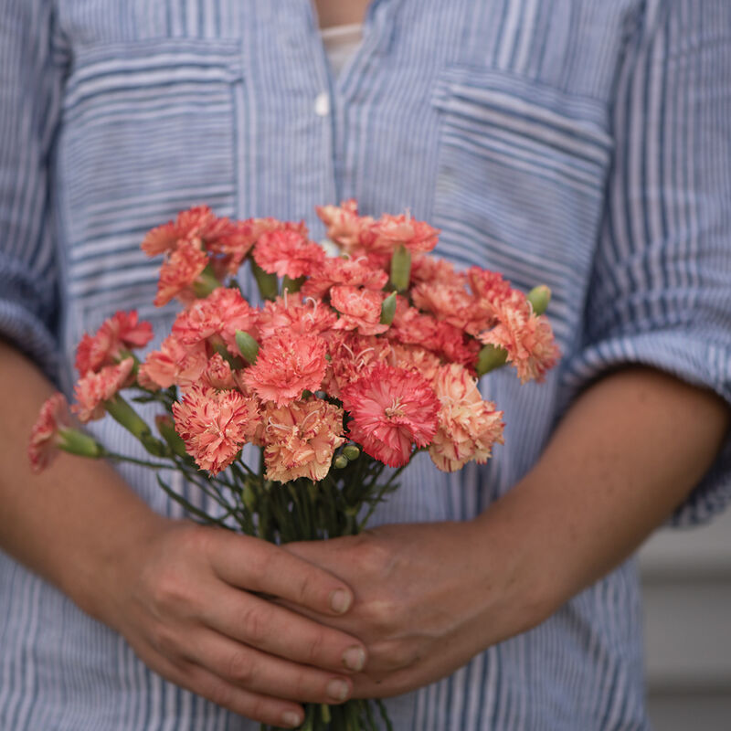 Carnation 'Chabaud Orange Sherbet'