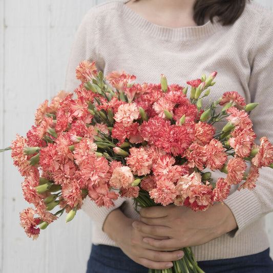 Carnation 'Chabaud Orange Sherbet'