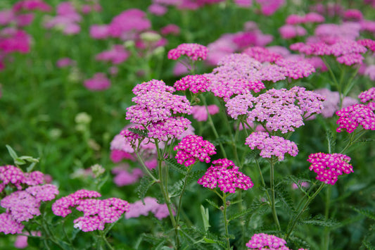 Yarrow 'Cerise Queen'