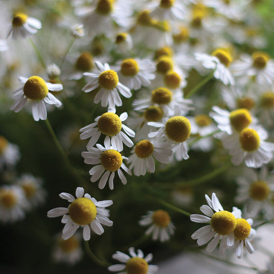 Herb 'Common Chamomile'