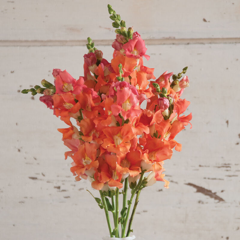 Snapdragon 'Chantilly Bronze'