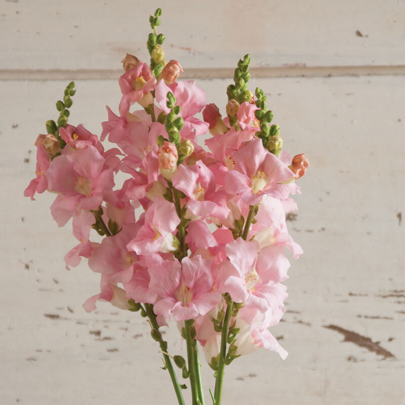 Snapdragon 'Chantilly Light Pink'