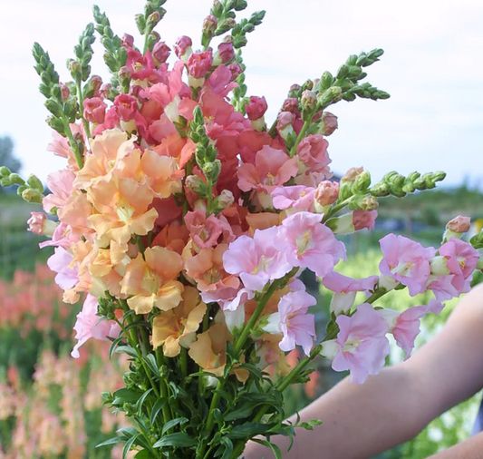 Snapdragon 'Chantilly Sherbet Mix'