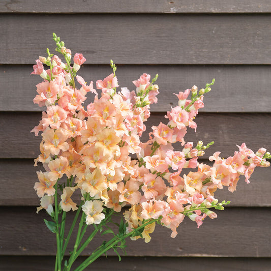 Snapdragon 'Chantilly Light Salmon'