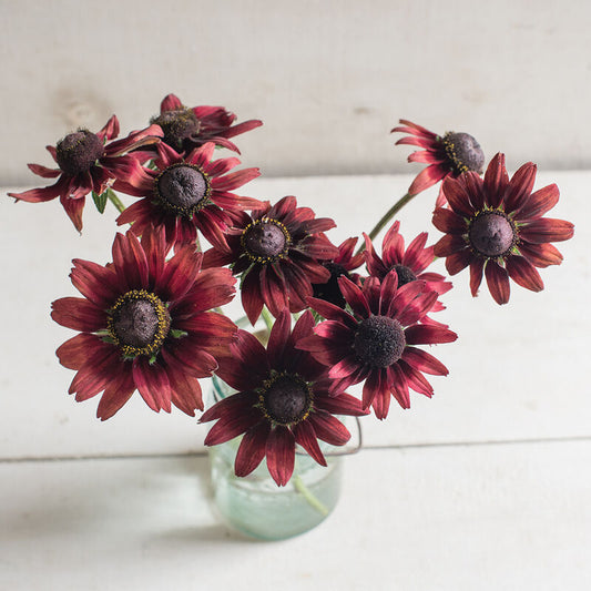 Rudbeckia 'Cherry Brandy'