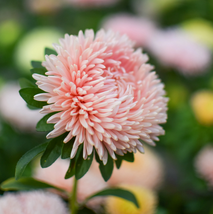 Harvest of Beauty - Cut Flower Seed Collection