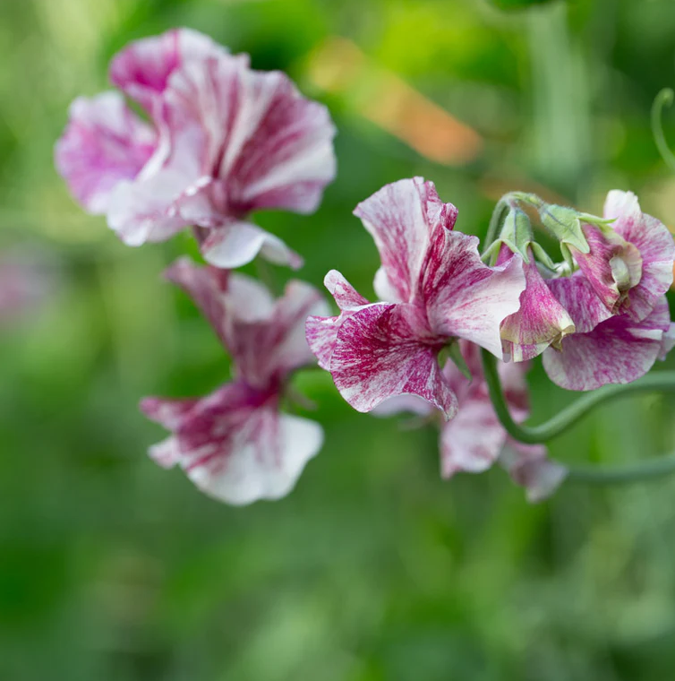 Sweet Pea 'Chocolate Flake'