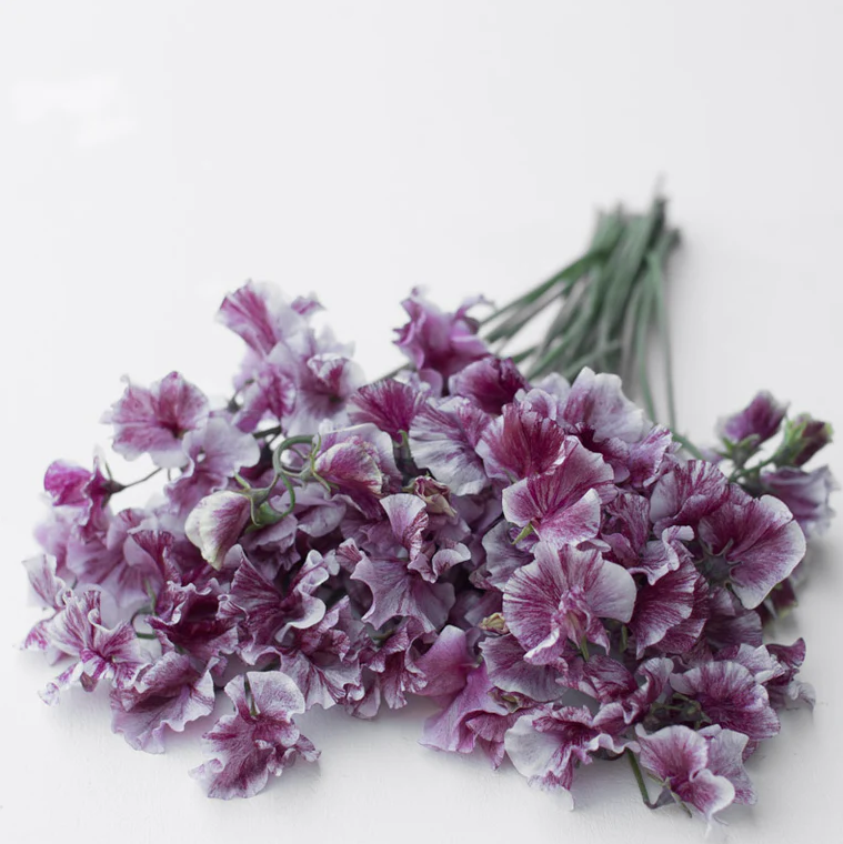 Sweet Pea 'Chocolate Flake'