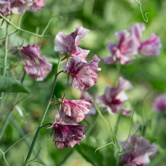 Sweet Pea 'Chocolate Flake'
