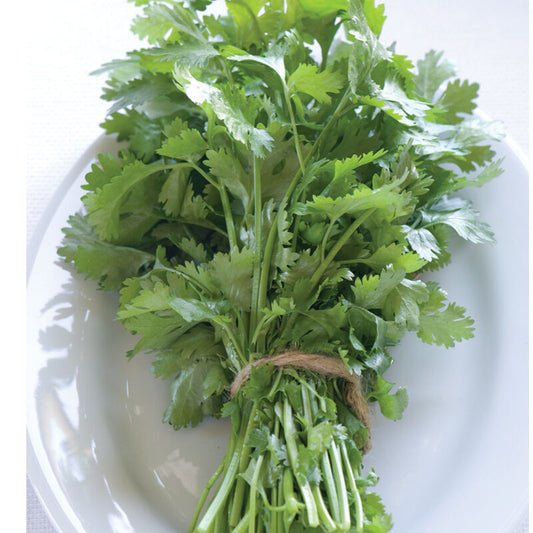 Herb 'Cilantro / Coriander'