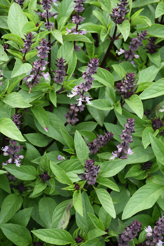 Basil 'Cinnamon'