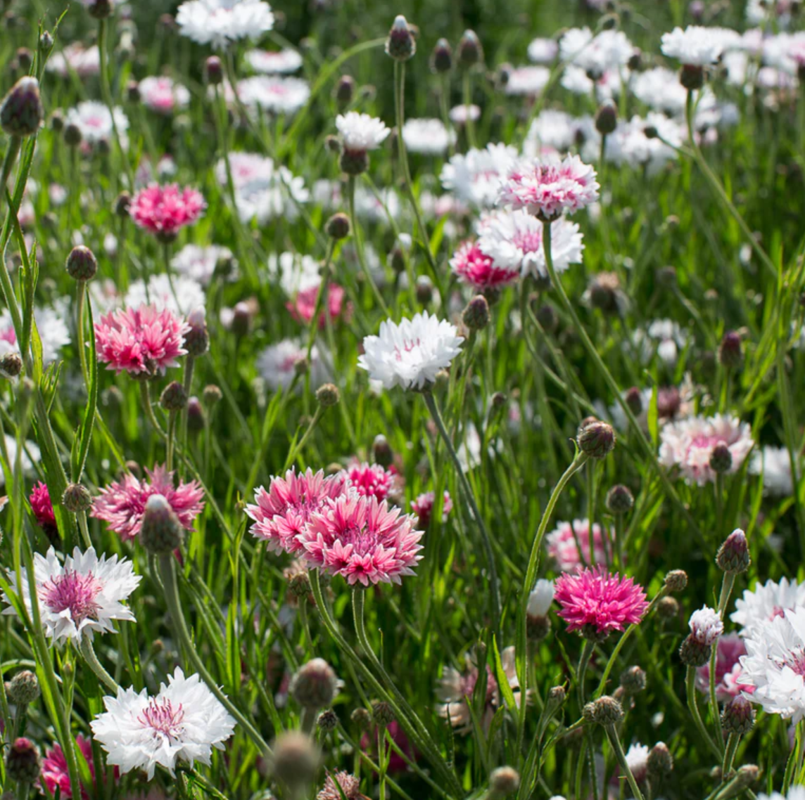 Blush & Bloom - Pretty in Pink Flower Seed Collection