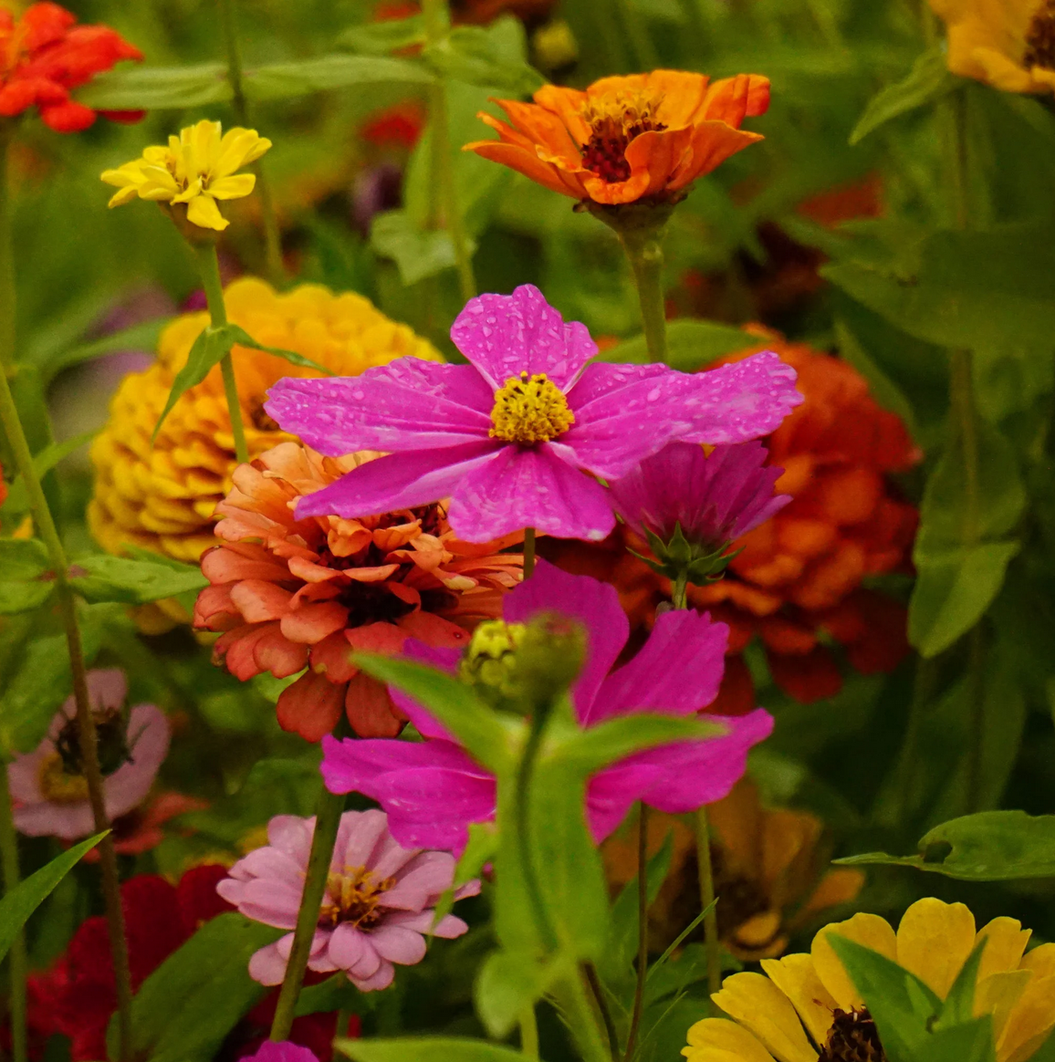 Wildflower 'Cosmos Zen' Mix