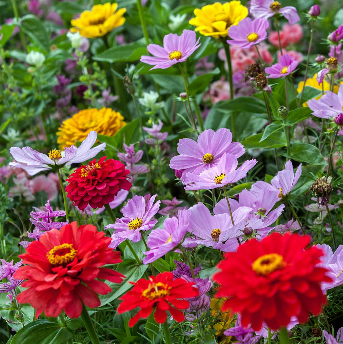 Wildflower 'Cosmos Zen' Mix