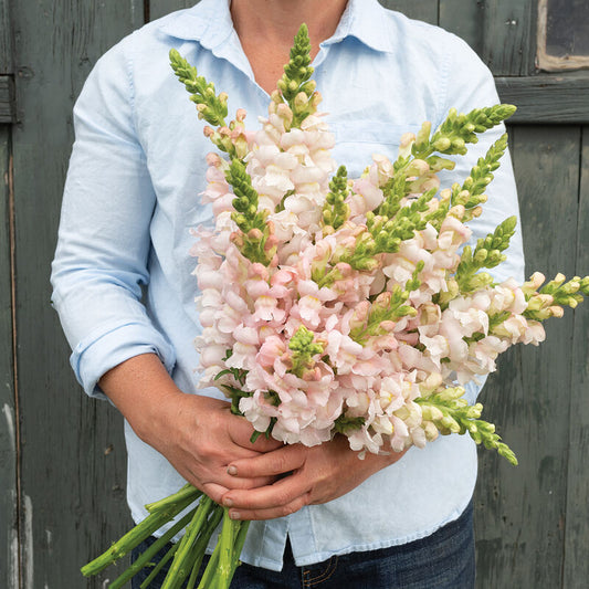 Snapdragon 'Costa Silver'