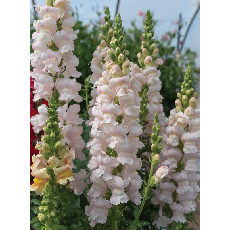 Snapdragon 'Costa Silver'