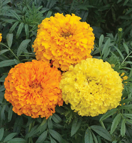 Marigold 'Cracker Jack Mix'