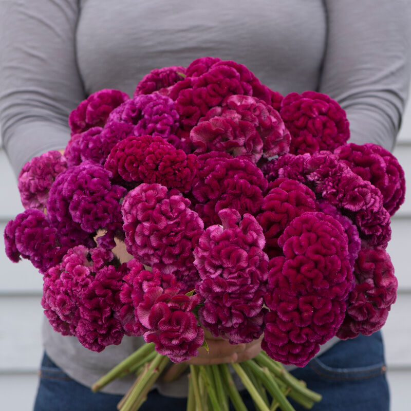 Celosia 'Cramers Rose'