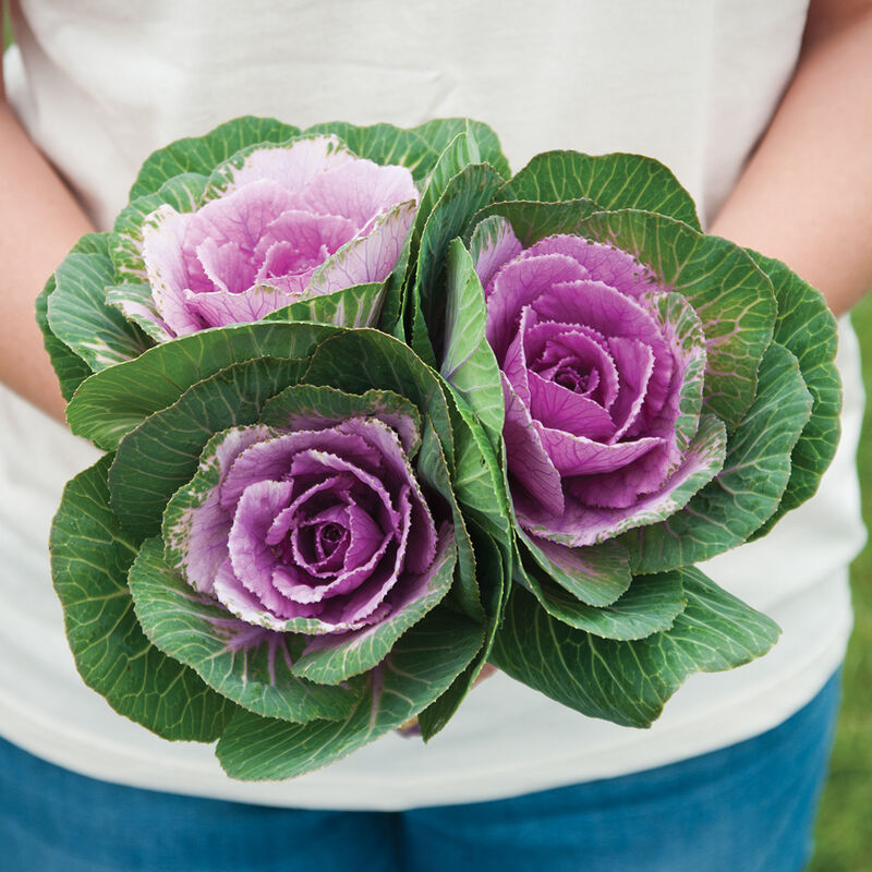 Ornamental Kale 'Crane Pink'