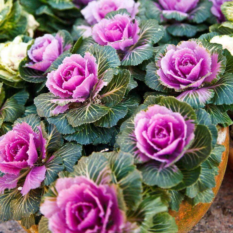 Ornamental Kale 'Crane Pink'