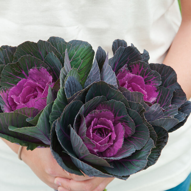 Ornamental Kale 'Crane Red'