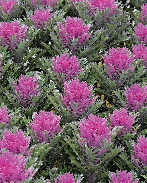 Ornamental Kale 'Crane Red'