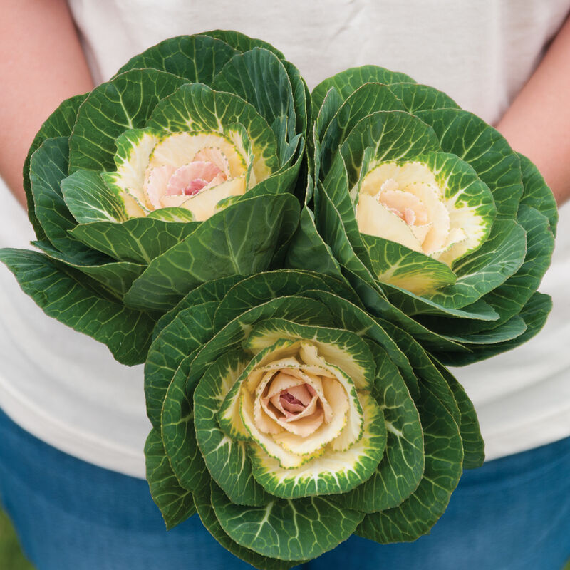 Ornamental Kale 'Crane White'