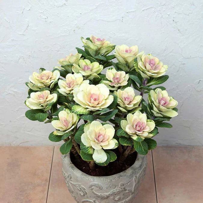 Ornamental Kale 'Crane White'