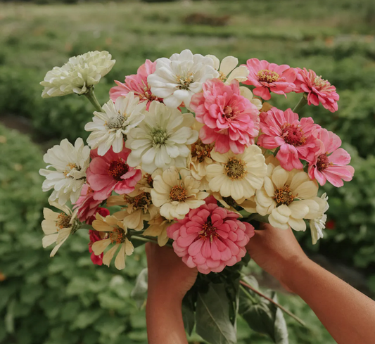 Zinnia 'Creme Caramel Mix'