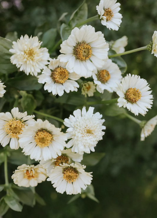 Zinnia 'Cresto Cream'